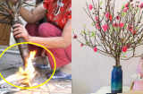 Mua cành đào về đừng đốt gốc: Làm cách này để hoa nở đúng mùng 1 Tết, chơi tới Rằm tháng Giêng chưa tàn