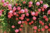 Hoa hồng mãi không trổ bông: Tưới 3 loại 'nước thần' này là nụ bật ra tua tủa, hoa nở liên tục