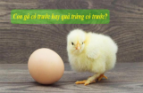 Con gà có trước hay quả trứng có trước: Đáp án chính xác nhất khiến nhiều người bất ngờ