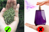4 loại lá càng dùng cơ thể càng thơm ngát: Cần gì nước hoa vẫn diệt mùi hiệu quả