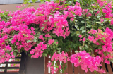 Hoa giấy thích 'ăn' món này nhất, cứ vùi vào gốc là hoa nở không ngừng, cả năm rực rỡ