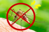 9 cách đuổi muỗi dễ làm, hiệu quả lâu dài, đảm bảo không còn con nào dám vo ve trong nhà