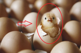 Quả trứng có trước hay con gà có trước? Hóa ra đây mới là đáp án chính xác nhất