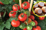 Tự trồng cà chua sạch tại nhà nhớ đặt 6 thứ này vào gốc để cây lớn 'nhanh như thổi', quả sai trĩu trịt
