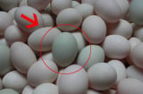 Trứng vịt nên chọn “vỏ trắng” hay “vỏ xanh”? Có sự khác biệt rất lớn, nếu biết bạn sẽ không bao giờ chọn sai