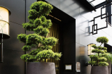 4 cây cảnh 'An Khang, Thịnh Vượng, Chiêu Tài, Hút lộc': Nhà bạn nhất định phải có một cây trong phòng khách
