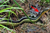 5 loại cây rắn 'mê như điếu đổ', phải cẩn trọng kẻo dụ rắn vào nhà