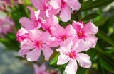 5 loại hoa đẹp nhưng rất độc, tuyệt đối không nên bày trong nhà