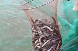Loại cá xưa ít người ăn, giờ thành đặc sản bán ra 150.000 đồng/kg không có mà mua