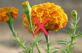 3 loại hoa để trên bàn thờ là mất lộc, gia chủ nhất định phải tránh