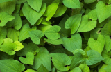 4 loại lá có sẵn trong vườn nhà giúp giảm mẩn ngứa, rôm sảy