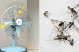6 mẹo đuổi muỗi giúp bạn ngủ ngon không cần mắc màn