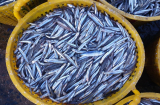 Kinh nghiệm người bán cá: Đi chợ thấy 7 loại cá này nên mua ngay, cá tự nhiên, thịt ngọt lại giàu dinh dưỡng