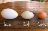 Trứng ngỗng có bổ hơn trứng gà: Câu trả lời khiến nhiều người 'ngã ngửa'