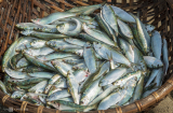 Loại cá nhiều dinh dưỡng giá bình dân bán đầy ngoài chợ: Ai không ăn thì phí