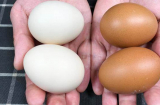 Mua trứng nên chọn vỏ đỏ hay vỏ trắng? Cứ chọn loại này vừa ngon lại nhiều dinh dưỡng