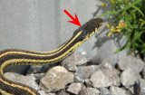 5 loài cây đuổi rắn có thể trồng trong vườn nhà