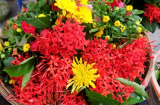 Đừng cúng hoa cúc, hoa ly mãi: Đây là 6 loại hoa đại lộc, mùng 1 thắp hương cả tháng may mắn