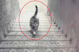 Con mèo đang đi lên hay đi xuống: Câu trả lời sẽ tiết lộ năng lực đặc biệt của bạn