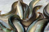 Loài cá đặc sản được ví như 'nhân sâm nước', thịt ngọt ngon, giá 400/nghìn/kg