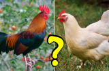 Thịt gà trống hay thịt gà mái ngon hơn: Thường xuyên ăn thịt gà nhưng không phải ai cũng biết