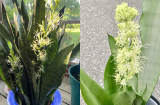 Loại 'nước thần' giúp cây lưỡi hổ ra hoa: Tưới 1 lần/tuần là hoa nở cả chùm