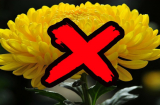 5 loại hoa để trên bàn thờ là cạn lộc: Mùng 1 ngày Rằm gia chủ nhớ mà tránh