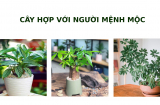 8 loại cây chiêu tài cho người mệnh Mộc, đặt một chậu trong nhà để quanh năm có lộc