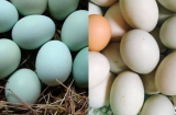 Mua trứng vịt chọn vỏ xanh hay trắng mới nhiều dinh dưỡng: Tưởng đơn giản nhưng nhiều bà đi chợ 20 năm vẫn sai
