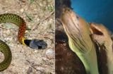 Tại sao rắn rất sợ lươn? Hóa ra lươn có 1 khả năng đặc biệt khiến rắn phải tránh xa