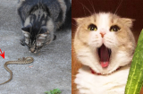 Vì sao mèo không sợ rắn nhưng lại nhảy dựng lên khi nhìn thấy dưa chuột?