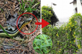 Vườn nhà có 4 cây 'rắn mê như điếu đổ', đặc biệt là số 2: Muốn an toàn phải nhổ bỏ ngay