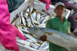 Việt Nam có 5 loại cá biển thịt thơm, bổ dưỡng, bán đầy chợ chỉ 100 nghìn/kg
