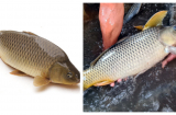 Người bán cá 20 năm tiết lộ: Cách phân biệt cá sống ở trong tự nhiên và cá nuôi hóa chất