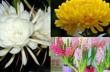 4 loài hoa đẹp mê hoặc nhưng để trong nhà thì tài lộc bay hết, vợ chồng dễ lục đục