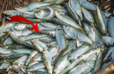 Loại cá giàu omega 3 hơn cả cá hồi, giá rẻ chỉ 90 nghìn/kg, đi chợ mua không cần nghĩ