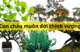 Nhà có 4 cây này con cháu muôn đời thịnh vượng, cây trăm năm tươi tốt tài lộc dôi dư nhiều đời