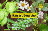 5 loại rau dại mọc đầy ở Việt Nam, bị bỏ đi thì ở thế giới lại được ca ngợi là rau trường thọ