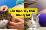 Bà bầu chơi với chó mèo, cẩn thận sảy thai gây dị tật thai nhi