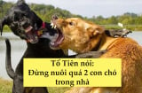 Tổ Tiên nói:' Đừng nuôi quá 2 con chó trong nhà', con cháu nhớ đừng làm sai