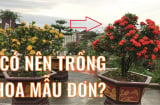 Có nên trồng hoa mẫu đơn ta trước cửa nhà không?