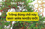 Vòng dâu tằm trừ tà nhưng người xưa dặn đừng trồng trước nhà, phải trồng đúng vị trí này thì may mắn tuôn trào