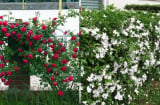 5 loại hoa mời gọi Thần Tài: Trồng trước cửa nhà hoa nở quanh năm vừa đẹp nhà vừa đón lộc