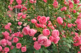 Hoa hồng thích nhất thứ nước này, nửa tháng tưới một lần là cây lớn ầm ầm, nhiều nụ, hoa nở quanh năm