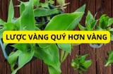 Cây này trồng trong nhà thành 'thần dược' quý hơn vàng, trồng 1 cây đủ phát tài, trường thọ, khỏe mạnh quanh năm