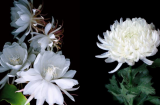 4 loại hoa mỹ miều nhưng “hao tài tốn bạc”, đẹp đến mấy cũng chẳng ai dám rước vào nhà