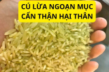 Cơn sốt gạo Séng cù xanh, đừng dại mua, bị lừa tốn tiền lại còn có nguy cơ rước bệnh