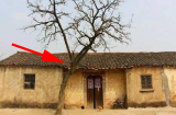 Tổ Tiên nói cấm sai: '5 cây vào nhà ai nhà ấy nghèo, tài lộc ngày càng khánh kiệt', đó là cây gì?