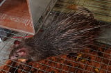Nghề lạ ở Việt Nam: Nuôi loài nhỏ bé như chuột, nông dân thu về 10 triệu/cặp