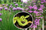 9 loại cây xua đuổi rắn nên trồng trong vườn nhà